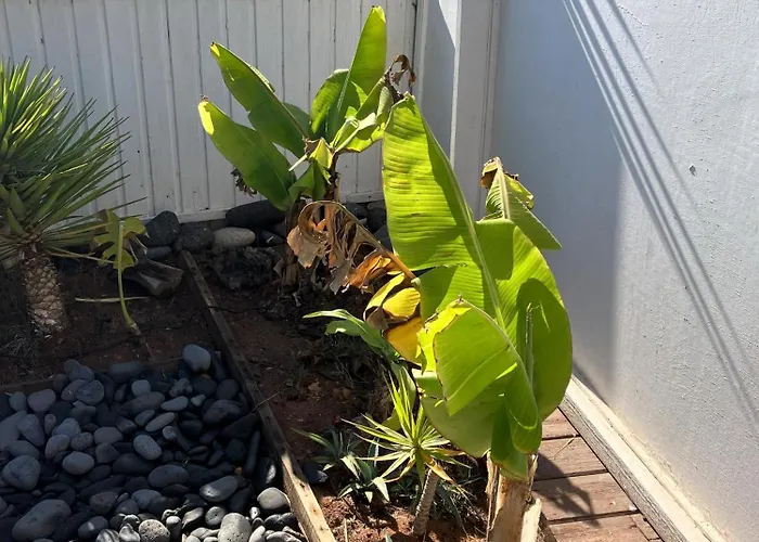 Jardin De * Costa Calma